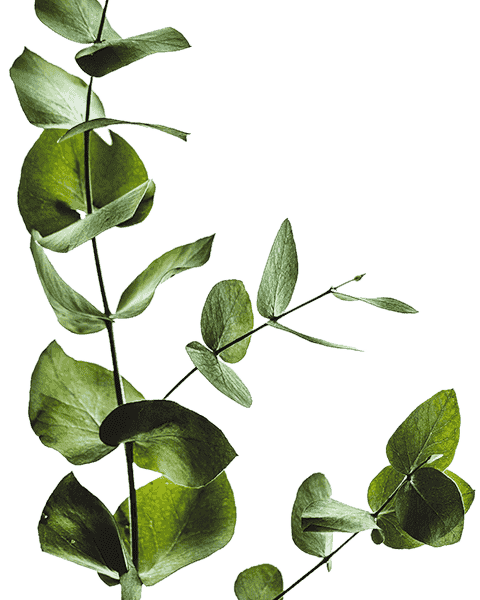 about-us-leaf